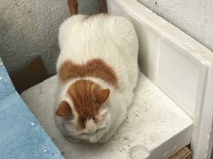 -猫的天空之城概念书店(苏州平江店)