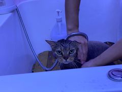 -喵百万·布偶·蓝金金渐层英短·猫舍(百子湾店)