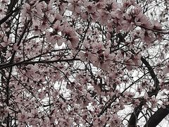 -桃花堤公园
