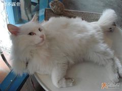 -Babycat私家御饼屋(龙头路一店)