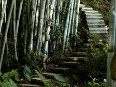 -广州白江湖森林公园