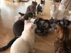 -猫和宫(六道口店)