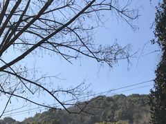 -上海佘山国家森林公园天马山园