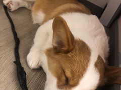 -浣熊柯尔鸭土拨鼠·电玩咖
