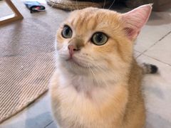 -Heymao猫咖.咖啡厅(东门店)