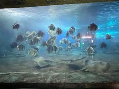 -梦幻海洋王国(吾悦广场张家港店)