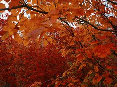 -永定河休闲森林公园