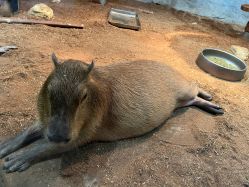 -Zoolung Zoolung动物主题公园(海信广场店)