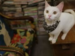 -猫色咖啡·猫咖