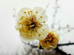 -香雪海