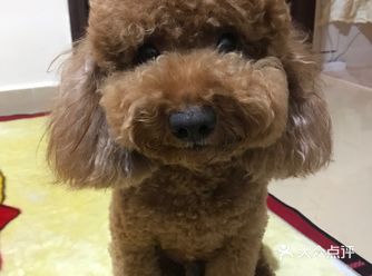 我住在碧桂园的度假村，这里没有宠物洗澡美容