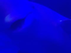 -大连圣亚海洋世界