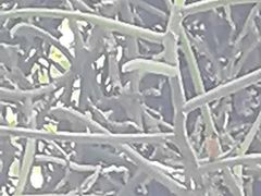-东莞植物园