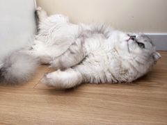 -乐宠宠物店(世纪金源店)