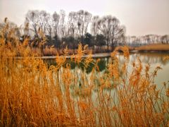 -大兴滨河森林公园