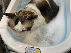 -PETKIT小佩宠物·低压洗护(国顺东路店)