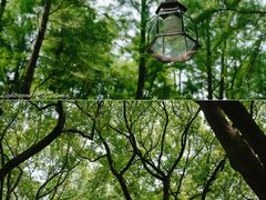 -上海共青森林公园