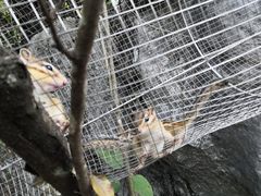-千岛湖石林