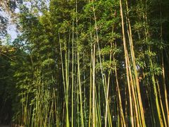-成都杜甫草堂博物馆