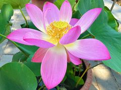 -莲花池公园