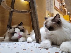 -滚猫咖啡·猫咖·猫友好撸猫(未来城店)
