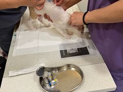 -萌兽医馆·犬猫专科·眼科中心·宠物医院(朝阳门分院)