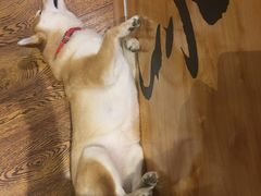 -柴务处·柴犬主题狗咖