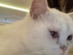 -猫腻·猫咖·撸猫馆(星光大道店)