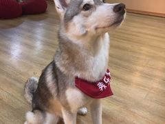 -Husky Go! 哈士奇体验馆·宠物咖啡厅狗咖