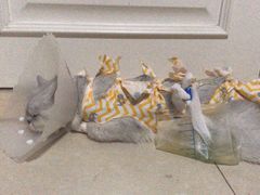 -达爱动物医院·犬猫分区·CT·复杂眼科(远洋山水分院)