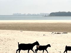 -东郊椰林