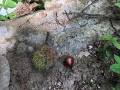 -素山寺森林公园