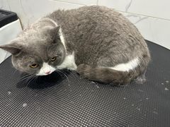 -宠爱国际动物医院·消化内科·心肾内科·ISFM猫友好(望京店)