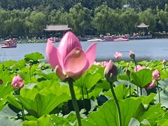 -莲花池公园