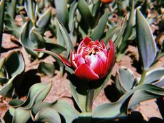 -长春公园(普阳街道)