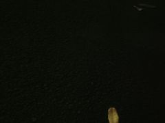 -武汉两江游览·夜游长江(汉口粤汉码头)