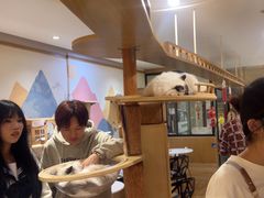 -滚猫咖啡·猫咖·猫友好撸猫(未来城店)