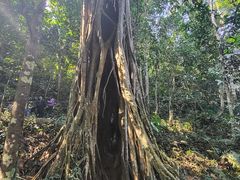 -中国科学院西双版纳热带植物园