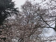 -武汉大学-樱园