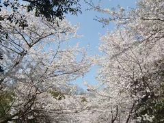 -武汉大学-樱园