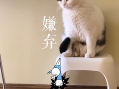 -瑞派长江宠物医院·猫科·外科·24小时夜护(谊城公寓分院)