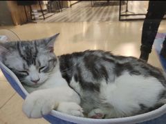 -糯米喵星人·撸猫猫舍咖啡馆(西市场嘉华店)