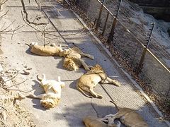 -大连森林动物园