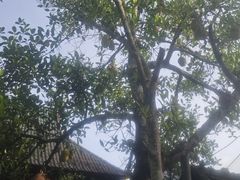 -西双版纳傣族园