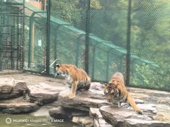 -栾川竹海野生动物园