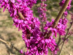 -海棠花溪(元大都城垣遗址公园)