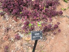 -东莞植物园