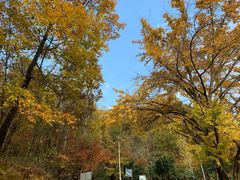 -千年银杏谷文化旅游区