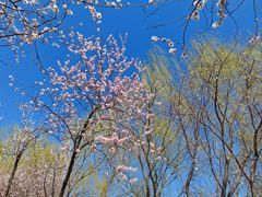 -桃花堤公园