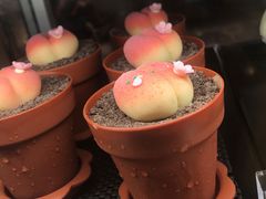 -85度C(深圳佳宁娜店)